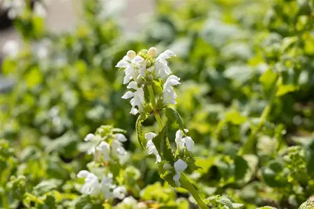 Lamium mac. 'Album' - PLUG/CELGROWN 104 CEL TRAY - image 1