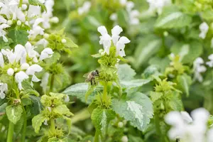Lamium mac. 'Album' - PLUG/CELGROWN 104 CEL TRAY - image 2