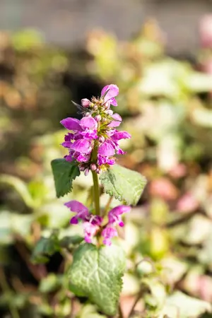 Lamium mac. 'Beacon Silver' - PLUG/CELGROWN 100 CEL TRAY - image 1