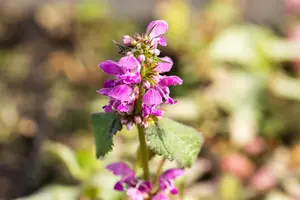 Lamium mac. 'Beacon Silver' - PLUG/CELGROWN 100 CEL TRAY - image 2
