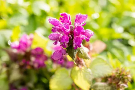 Lamium mac. 'Beacon Silver' - PLUG/CELGROWN 100 CEL TRAY - image 3