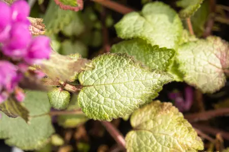 Lamium mac. 'Beacon Silver' - PLUG/CELGROWN 100 CEL TRAY - image 5