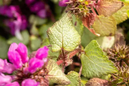 Lamium mac. 'Beacon Silver' - 1.5 Ltr pot - image 4