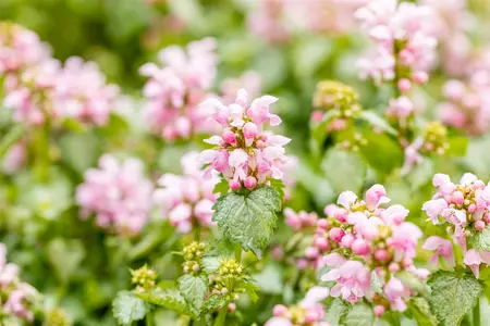 Lamium mac. 'Pink Pewter' - PLUG/CELGROWN 104 CEL TRAY