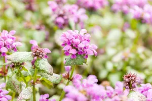 Lamium mac. 'Red Nancy'