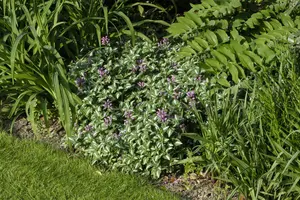 Lamium mac. 'Roseum'