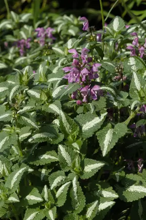 Lamium mac. 'Roseum' - P9 - image 2