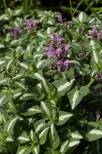 Lamium mac. 'Roseum' - P9 - image 2
