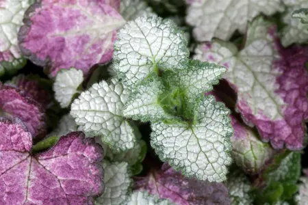 Lamium mac. 'White Nancy' - 1.5 Ltr pot - image 1