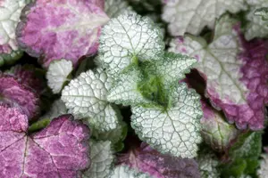Lamium mac. 'White Nancy'