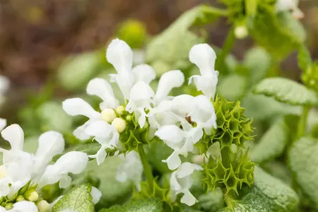 Lamium mac. 'White Nancy' - 1.5 Ltr pot - image 3
