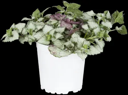 Lamium mac. 'White Nancy' - 1.5 Ltr pot - image 2