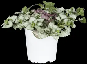 Lamium mac. 'White Nancy' - 1.5 Ltr pot - image 2