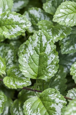 Lamium maculatum - P9 - image 1
