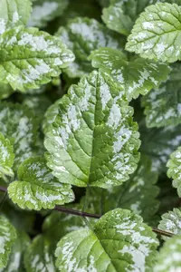 Lamium maculatum