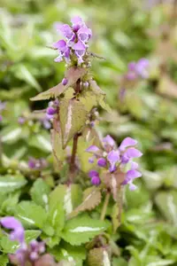Lamium maculatum - P9 - image 2