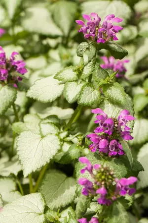 Lamium maculatum - P9 - image 4