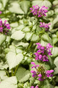 Lamium maculatum - P9 - image 4