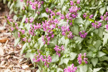Lamium maculatum - P9 - image 3