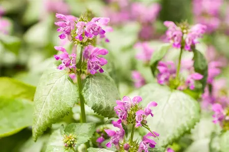 Lamium maculatum - P9 - image 5