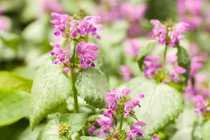 Lamium maculatum - P9 - image 5