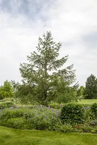 Larix decidua - STD 30-35 CM RB - image 4