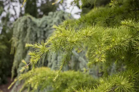 Larix decidua - P9 - image 2