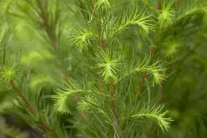Larix decidua - STDS 12-14 CM RB - image 1