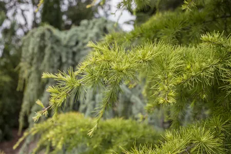 Larix decidua - STD 10-12 CM FTH. CONT - image 2