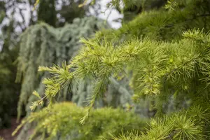 Larix decidua - STD 10-12 CM FTH. CONT - image 2