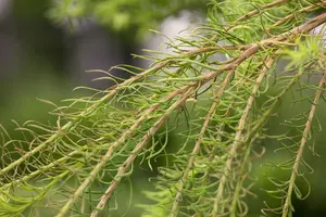 Larix decidua - 50-70 CM P9 - image 5