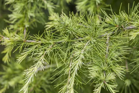 Larix decidua - STD 25-30 CM RB - image 3