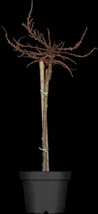 Larix decidua - 150-175 CM C10 - image 5