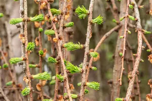 Larix decidua 'Julian's Weeper' - 1/2 STDS C12 - image 2