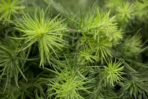 Larix kaempf. 'Blue Dwarf'