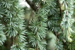 Larix kaempf. 'Blue Dwarf' - 90 CM STEM C10 - image 3