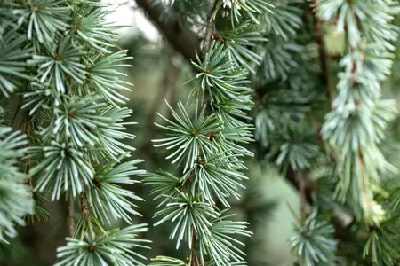 Larix kaempf. 'Blue Dwarf' - 120 CM STEM C10 - image 3