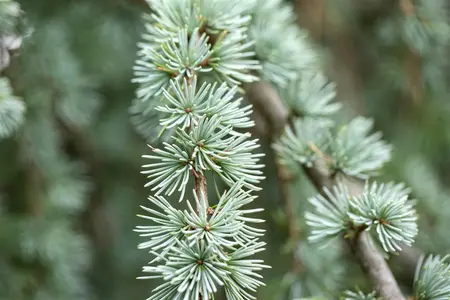 Larix kaempf. 'Blue Dwarf' - 90 CM STEM C10 - image 2