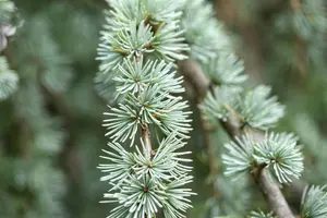 Larix kaempf. 'Blue Dwarf' - 120 CM STEM C10 - image 2