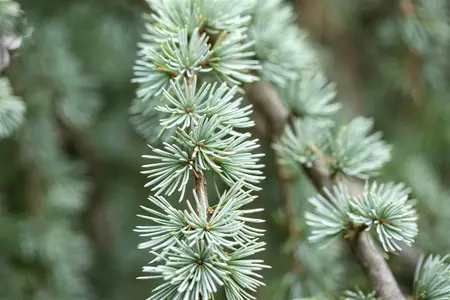 Larix kaempf. 'Blue Dwarf' - 40 CM STEM C7.5 - image 2
