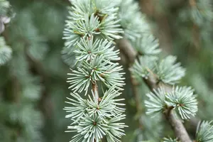 Larix kaempf. 'Blue Dwarf' - 40 CM STEM C7.5 - image 2