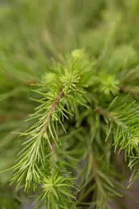 Larix kaempf. 'Boring Weeper' - 90 CM STEM C18 - image 4