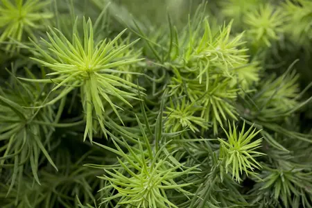 Larix kaempf. 'Boring Weeper' - 90 CM STEM C18 - image 2