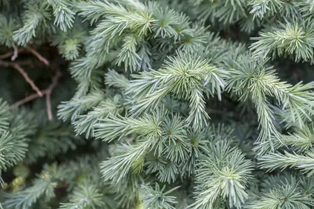 Larix kaempf. 'Boring Weeper' - 90 CM STEM C18 - image 3