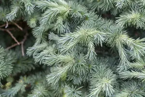 Larix kaempf. 'Boring Weeper' - 90 CM STEM C18 - image 3