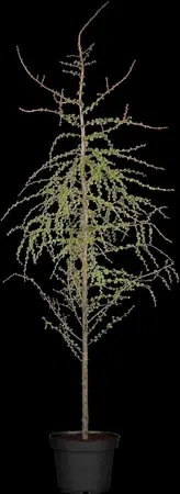 Larix kaempf. 'Boring Weeper' - 90 CM STEM C18 - image 1