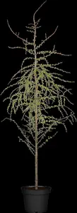 Larix kaempf. 'Boring Weeper'