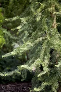 Larix kaempf. 'Diana'