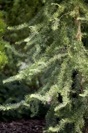 Larix kaempf. 'Diana' - 90 CM STEM C25 - image 1