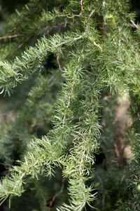 Larix kaempf. 'Diana' - 90 CM STEM C25 - image 2